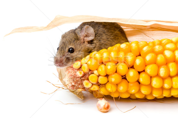 House mouse (Mus musculus) hiding behind corn Stock photo © icefront