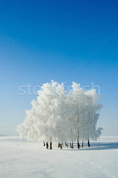 Winter landscape and trees Stock photo © icefront