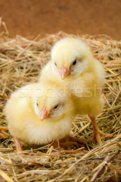 Little newborn chickens in nest Stock photo © icefront