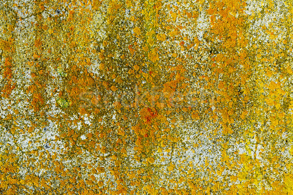 Yellow lichen on concrete wall Stock photo © icefront