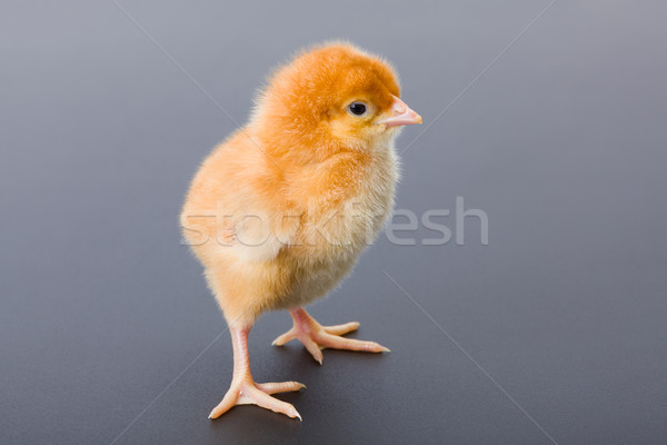 Newborn brown chicken on gray Stock photo © icefront