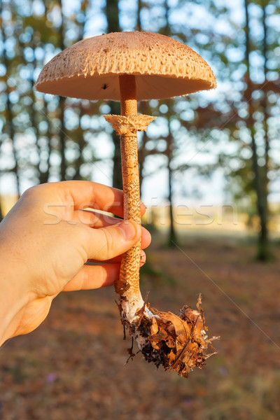 Hand parasol champignon bos najaar Stockfoto © icefront