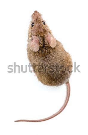 House mouse (Mus musculus) Stock photo © icefront