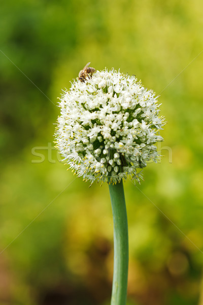 Stock foto: Zwiebel · Blume · Biene · Blumengarten · Frühling · Natur