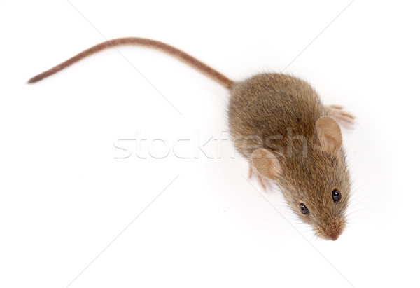 House mouse looking up (Mus musculus) Stock photo © icefront