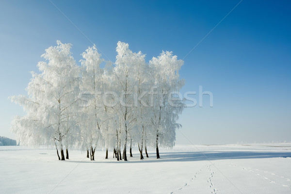 Winter Landschaft Bäume kalten Tag schönen Stock foto © icefront