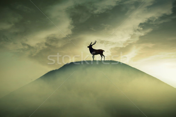 Silhouette lonely deer with long horns standing on hill hazy dreamy foggy sunset Stock photo © ichiosea
