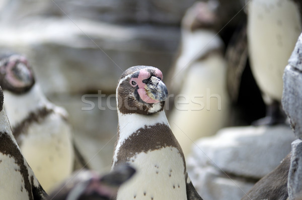 Humboldt Penguin - Spheniscus humboldti Stock photo © ifeelstock