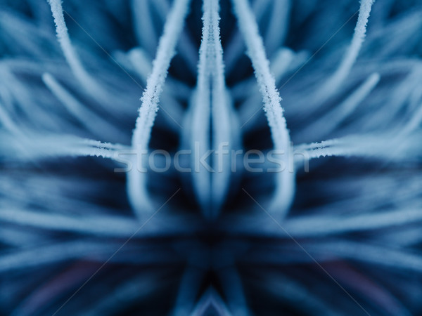 Frozen grass blades Stock photo © ifeelstock