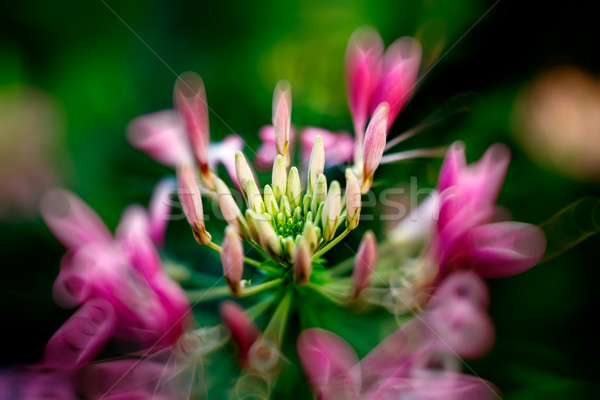 Różowy kwiat ogród piękna kwiat zielone rano Zdjęcia stock © ifeelstock