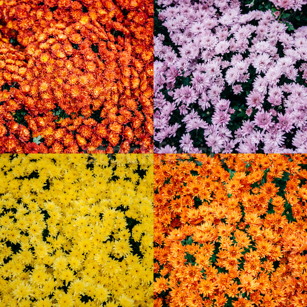 Streszczenie wzór wzorców cztery inny kolory Zdjęcia stock © ifeelstock