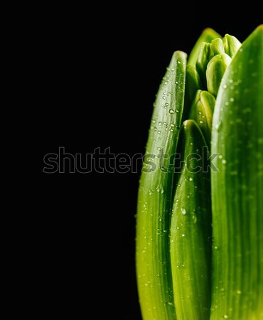 Spring bud with water drops Stock photo © ifeelstock