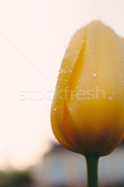 Rugiada tulipano giallo fresche cielo Foto d'archivio © ifeelstock