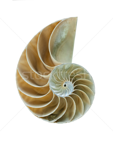 Shell groß detaillierte erschossen erstaunlich Spirale Stock foto © ifeelstock