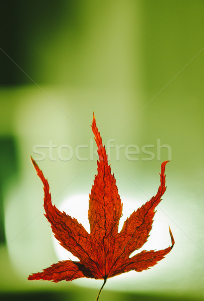 秋天 微 楓葉 紅色 綠色 春天 商業照片 © ifeelstock