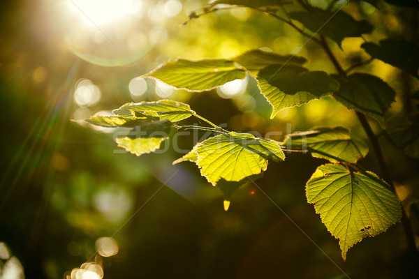 Nowego jesienią krajobraz pozostawia kolor jasne Zdjęcia stock © ifeelstock