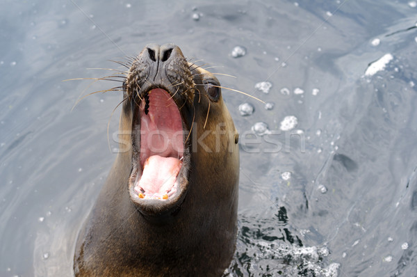 Sea lion with open mouth. Stock photo © ifeelstock