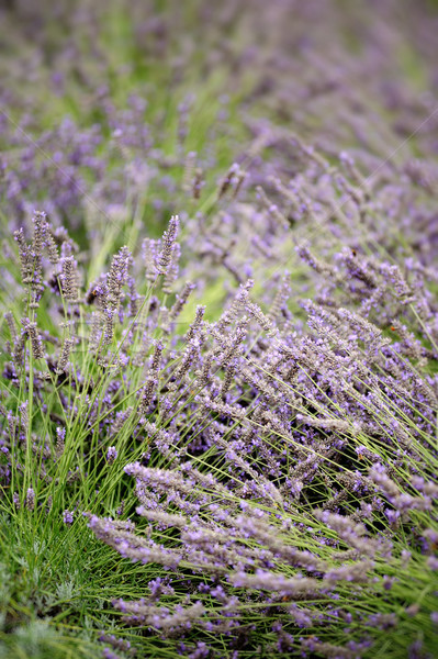Lavender field Stock photo © ifeelstock