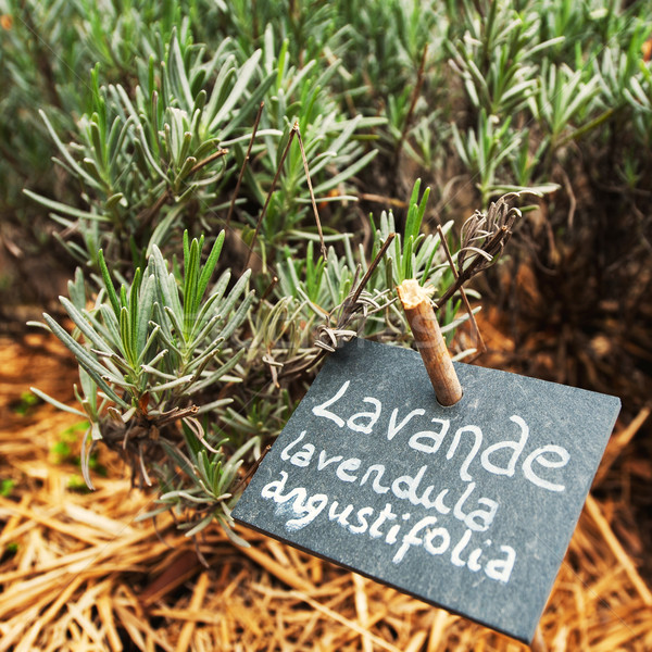 Culinary lavender in garden Stock photo © ifeelstock