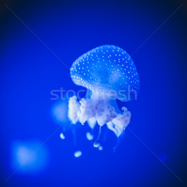 Meduză albastru ocean natură fundal înot Imagine de stoc © ifeelstock