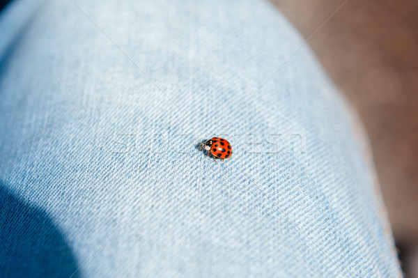 Ladybug dżinsy lądowanie kawałek wiosną moda Zdjęcia stock © ifeelstock