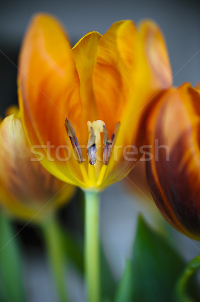 Vivid tulips Stock photo © ifeelstock
