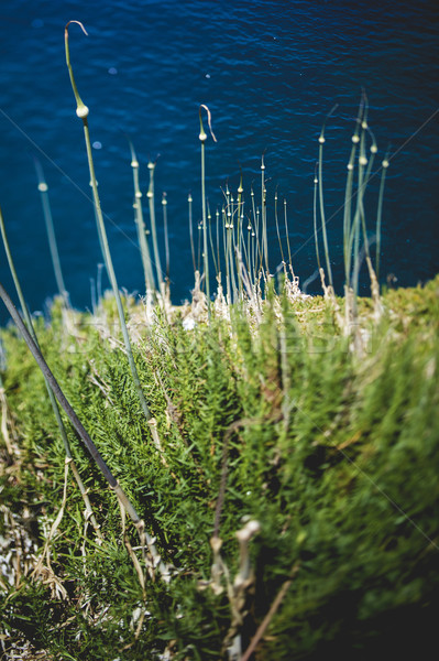 Fresh garlic scapes growing in mountains above the sea Stock photo © ifeelstock