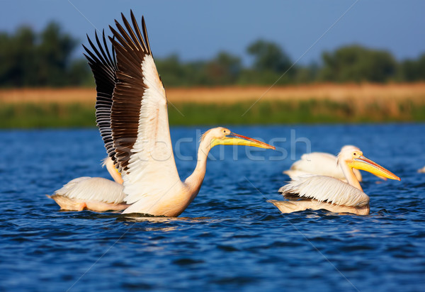 Great White Pelicans Stock photo © igabriela