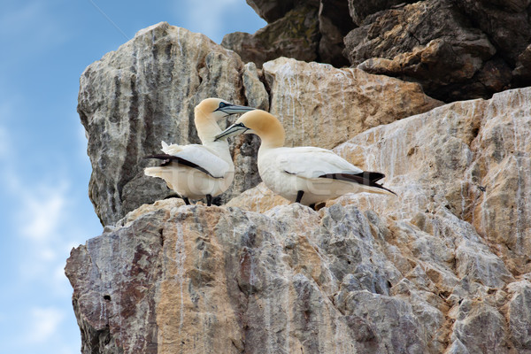 Gannets on cliffs Stock photo © igabriela