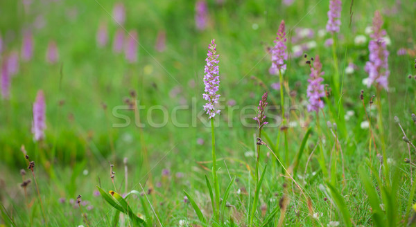 Parfumé orchidée prairie fleur nature vert Photo stock © igabriela