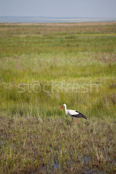 Storch Fuß schwarz weiß Tier Umwelt Stock foto © igabriela