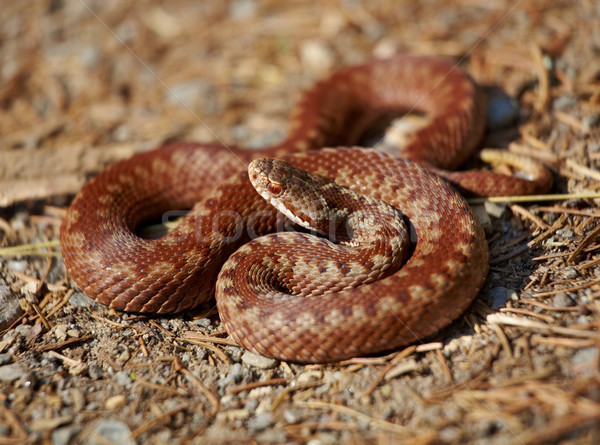 Européenne été serpent animaux macro [[stock_photo]] © igabriela