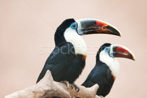 Red billed toucan Stock photo © igabriela