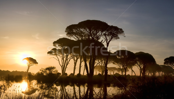 Strophylia forest at sunrise Stock photo © igabriela