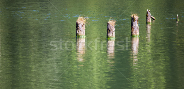 ツリー トランクス 赤 湖 風景 枯れ木 ストックフォト © igabriela