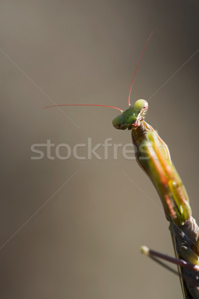Sáska portré természet horror veszély antenna Stock fotó © igabriela