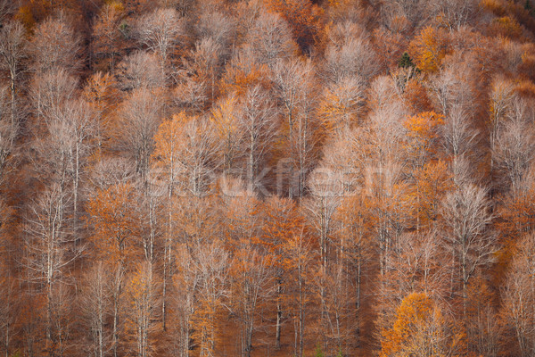 ősz színek gyönyörű tájkép vidék Romania Stock fotó © igabriela