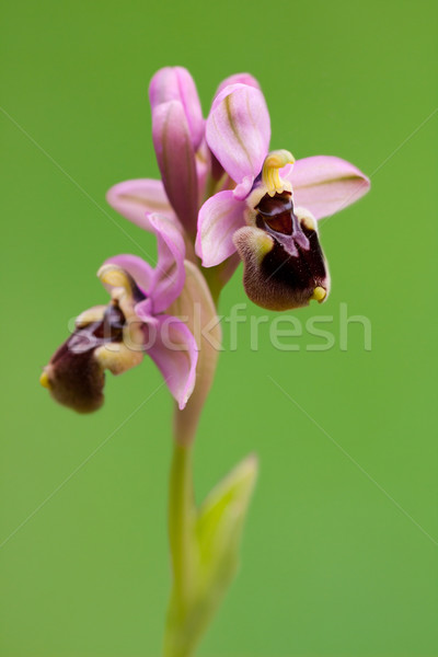 Beautiful orchid isolated on green Stock photo © igabriela