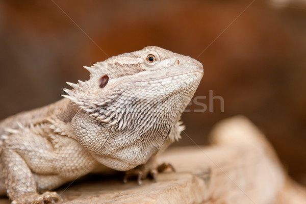Barbudo dragão retrato jardim zoológico natureza animal Foto stock © igabriela
