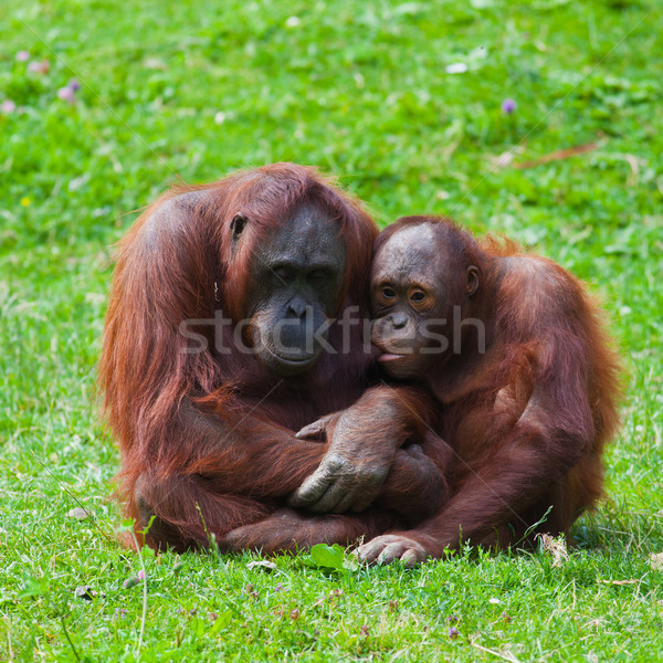 Orangutan mother and child Stock photo © igabriela