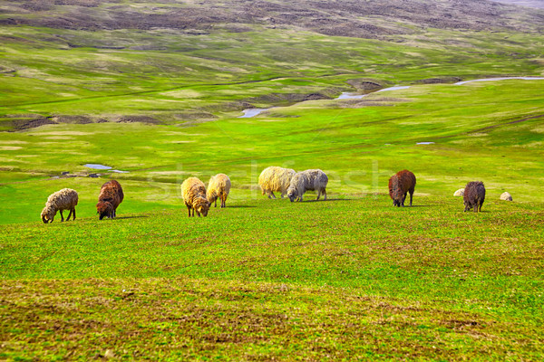 Flock of sheep Stock photo © igabriela