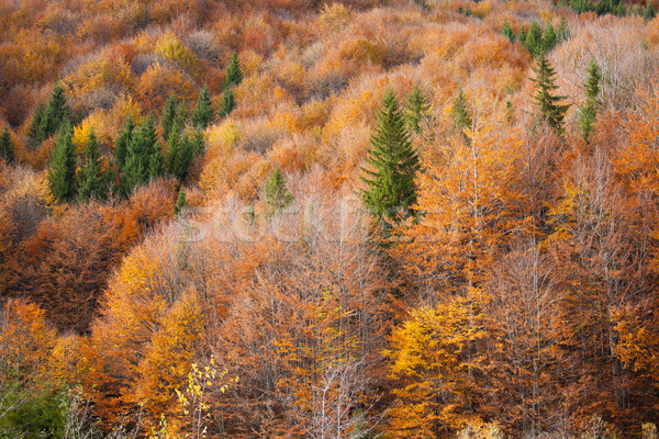 Stockfoto: Najaar · kleuren · mooie · landschap · platteland · Roemenië