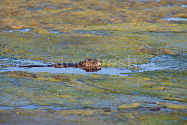 Muskrat Stock photo © igabriela