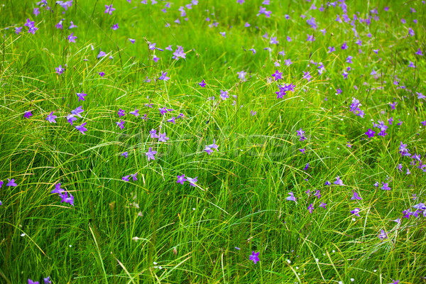 Campanula abietina Stock photo © igabriela