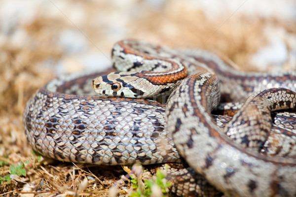 Leopard Snake Stock photo © igabriela