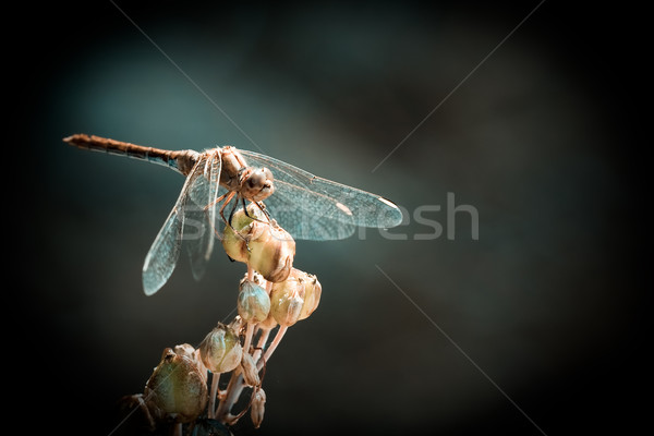 蜻蜓 放寬 植物 花 復古 動物 商業照片 © igabriela
