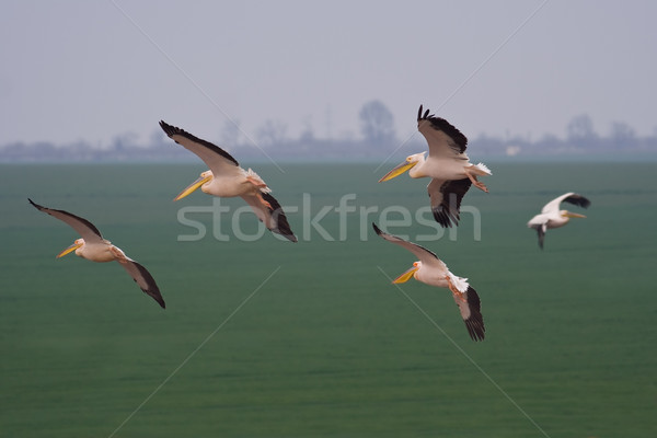 Pelicans flying away Stock photo © igabriela