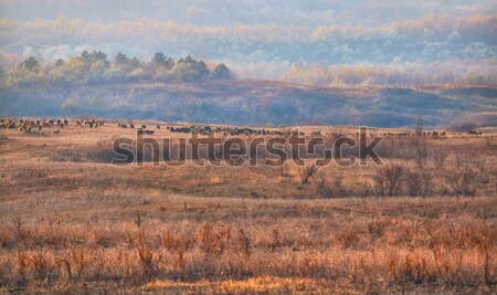 Flock of sheep Stock photo © igabriela