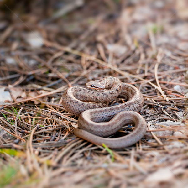 Smooth snake Stock photo © igabriela