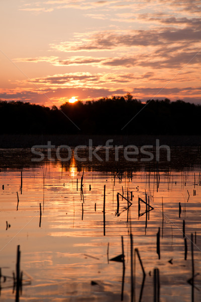 Danube Delta Stock photo © igabriela